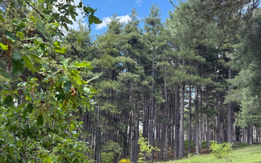 Parcela Urbana en Las Lomas