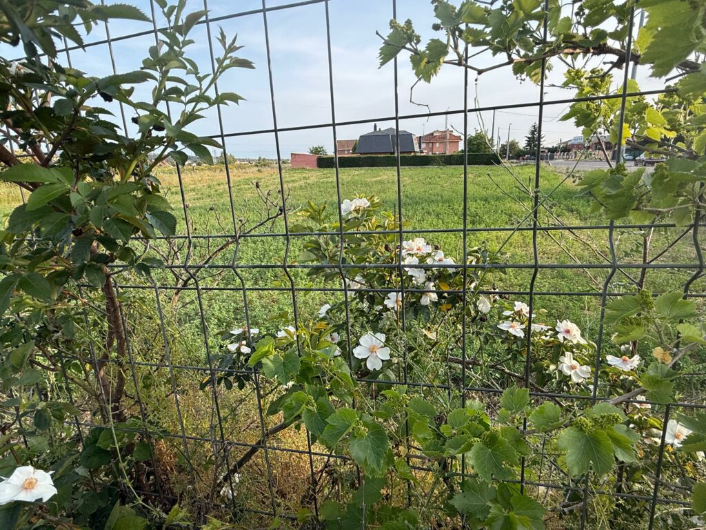 Parcelas Urbanas en Villarrodrigo